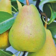 Саджанець Груша Сілк Кінг